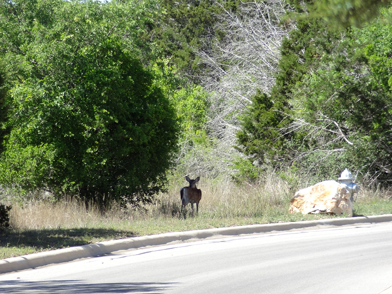 rockwall ranch deer